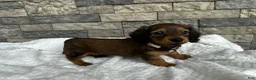 Miniature Dachshund dogs for sale: Dixie - Ad 3