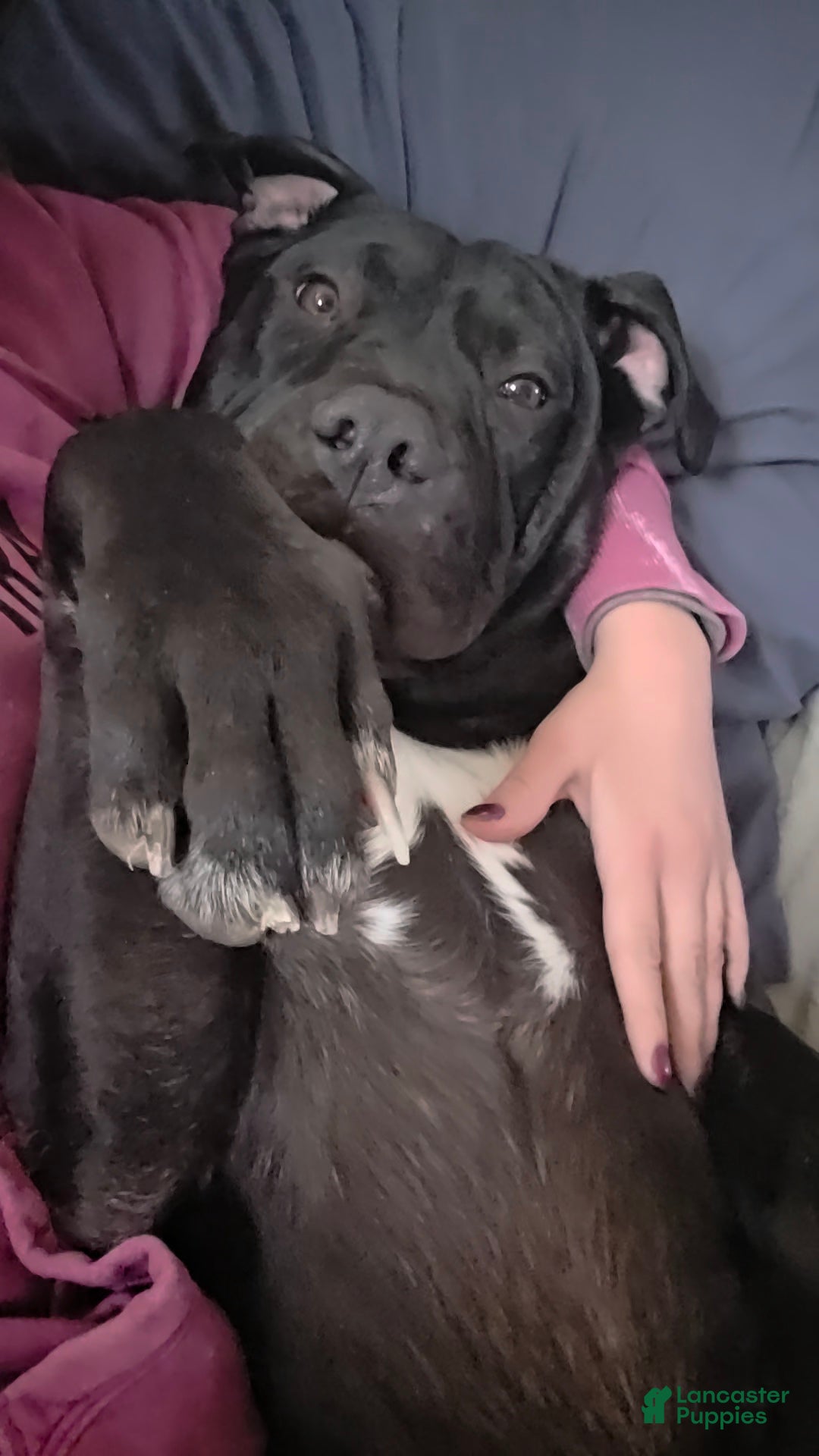 Mixed Breed dogs Wall•E - Ad 15