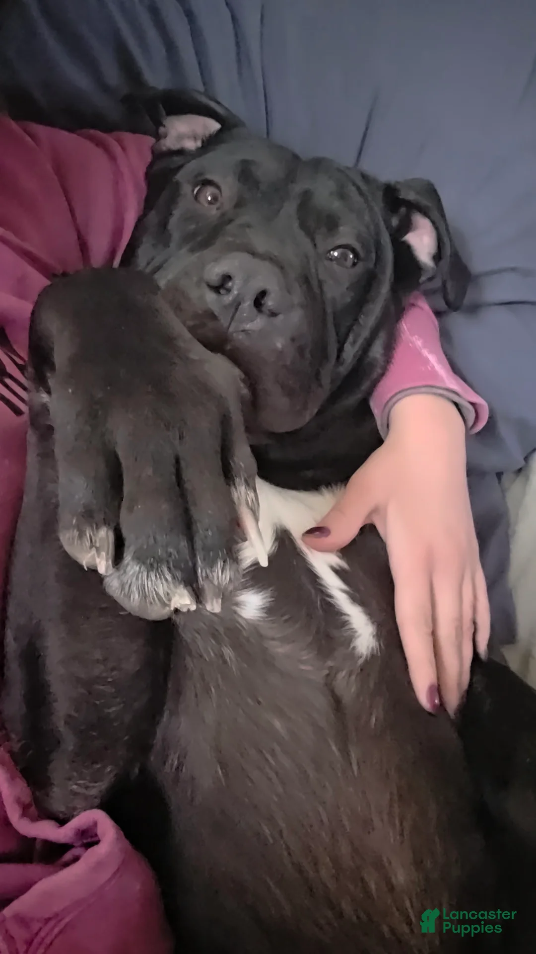 Mixed Breed dogs for sale: Wall•E - Ad 1