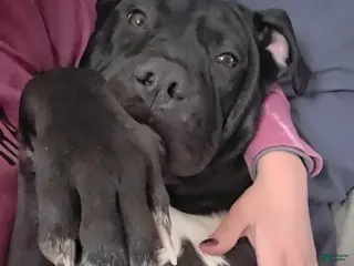 Mixed Breed dogs Wall•E - Ad 15