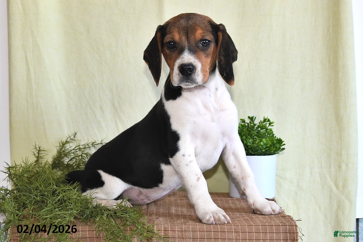 Beagle dogs Lexie - Ad 1