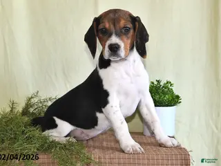 Beagle dogs Lexie - Ad 1