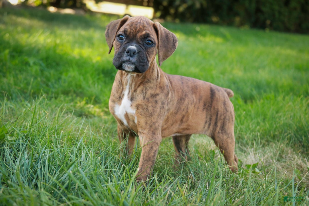 Boxer dogs for sale: Gemma - Ad 7