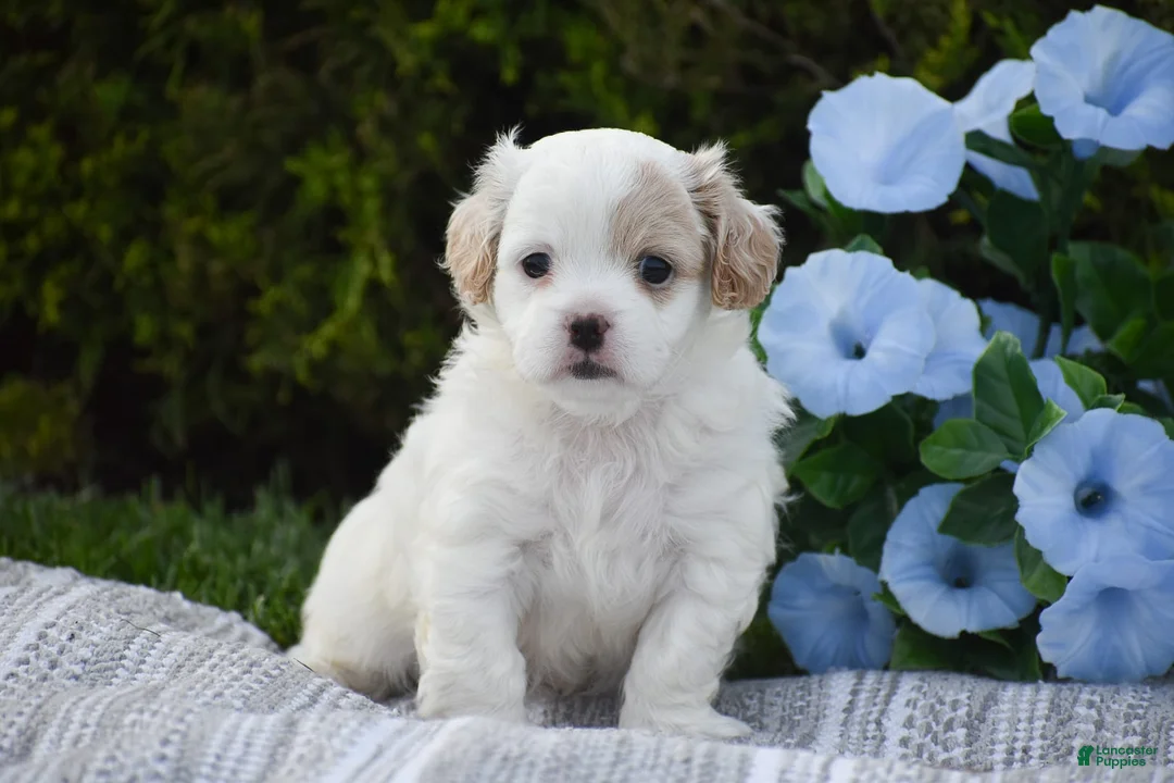 Mixed Breed dogs for sale: Mariah - Ad 9