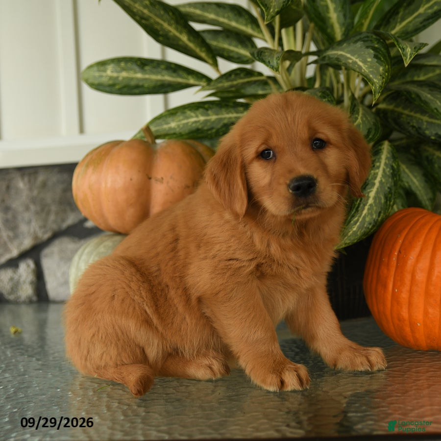 Labrador Retriever dogs Harper - Ad 2
