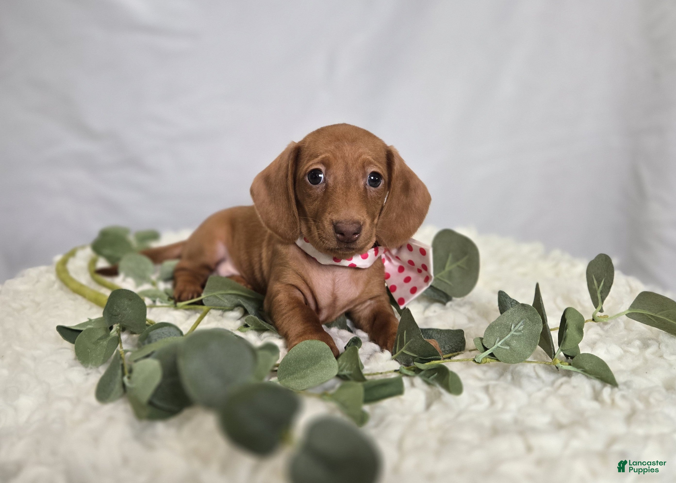 Miniature Dachshund dogs Alexia - Ad 1
