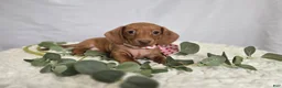 Miniature Dachshund dogs for sale: Alexia - Ad 1