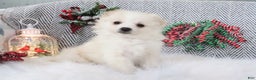 Pomapoo dogs for sale: Brady - Ad 4