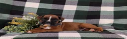 Boxer dogs for sale: Parkinson - Ad 4