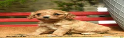 Cavapoo dogs for sale: Mahogany - Ad 2
