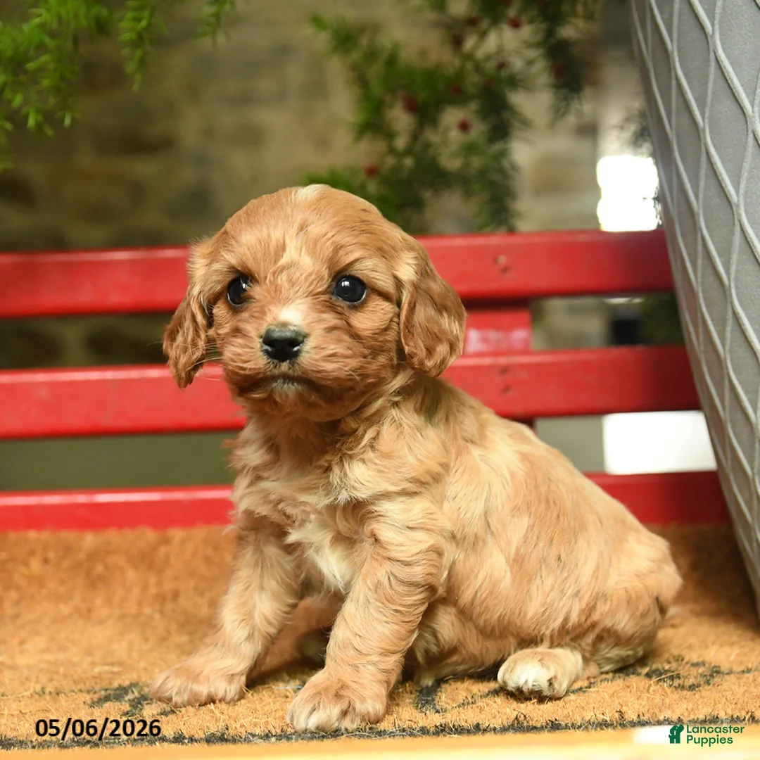 Cavapoo dogs for sale: Mahogany - Ad 2