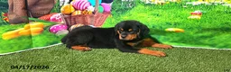 Rottweiler dogs for sale: Babe - Ad 3