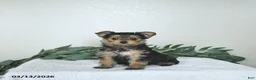Yorkshire Terrier dogs for sale: Thor - EXTRA SMALL - Ad 8