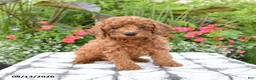 Toy Poodle dogs for sale: Remington - Ad 5