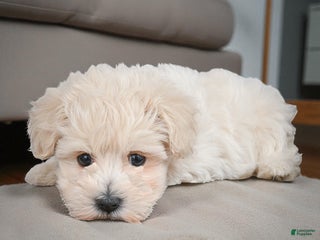 Maltipoo dogs DAISY - Ad 14