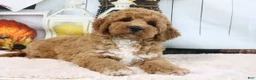 Mini Goldendoodle dogs for sale: Clinton - Ad 5