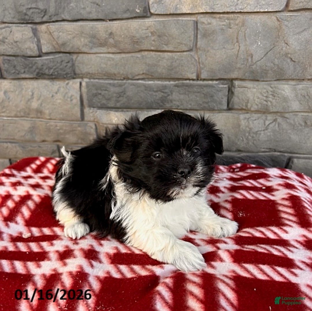 Mixed Breed dogs for sale: Tux - Ad 2