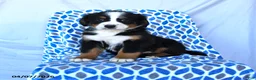 Bernese Mountain Dog dogs for sale: Jade - Ad 1