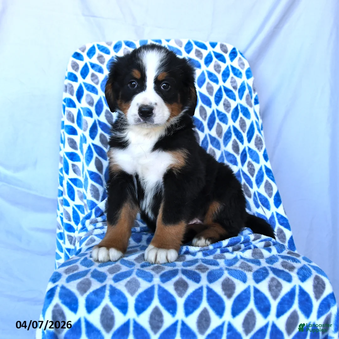 Bernese Mountain Dog dogs for sale: Jade - Ad 1