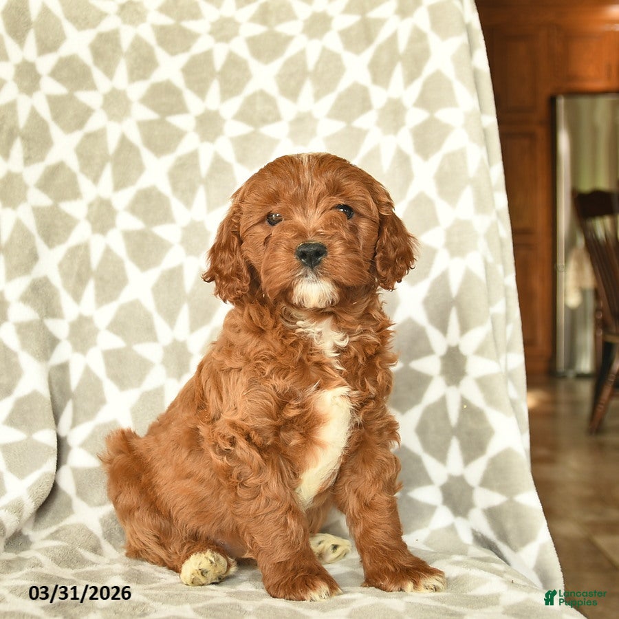 Cavapoo dogs April  - Ad 2