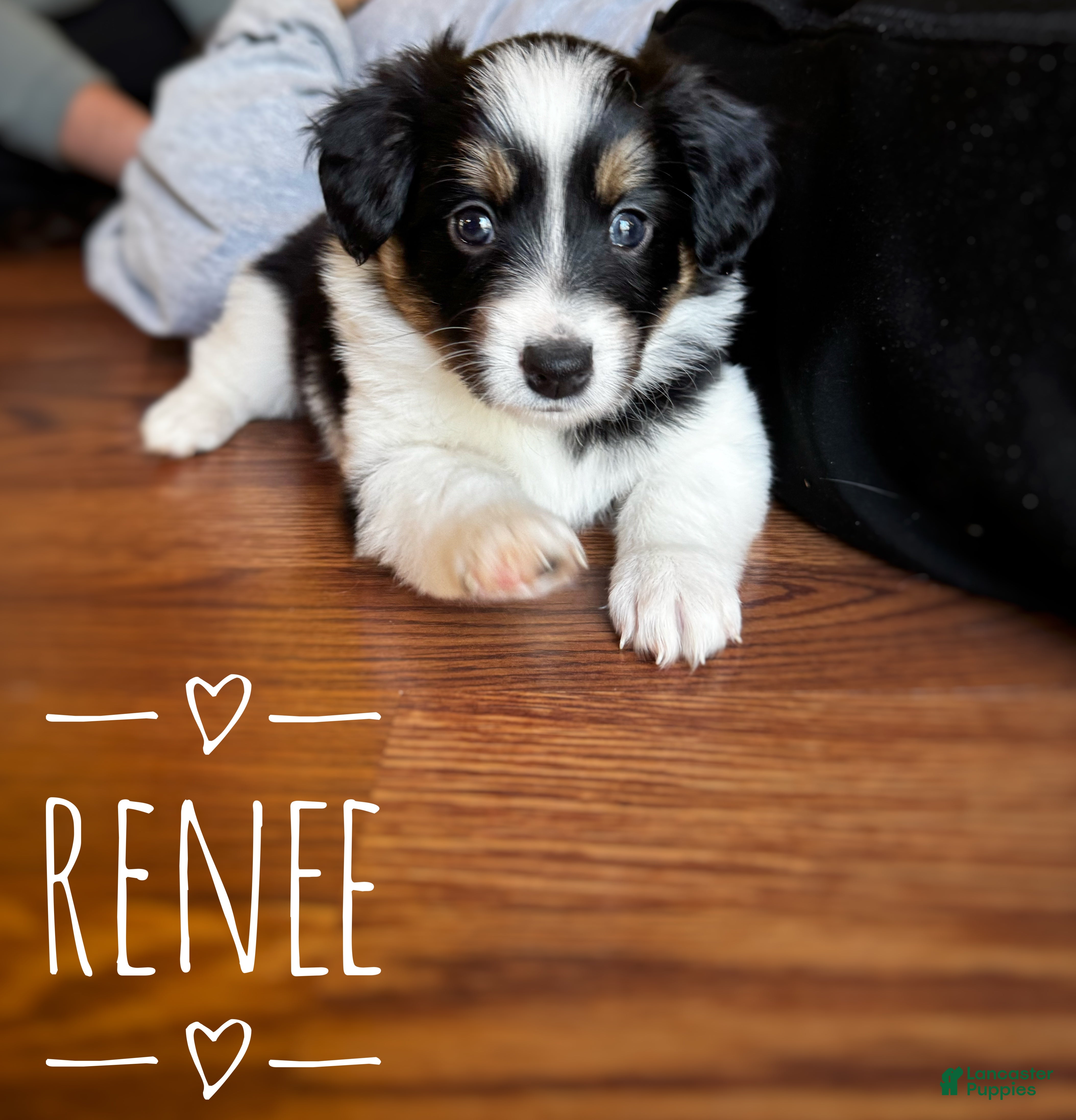 Mixed Breed dogs Renee - Ad 28