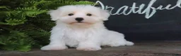 Maltese dogs for sale: Ginger - Ad 5