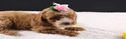 Mini Goldendoodle dogs for sale: Mini Goldendoodle 5 - Ad 2