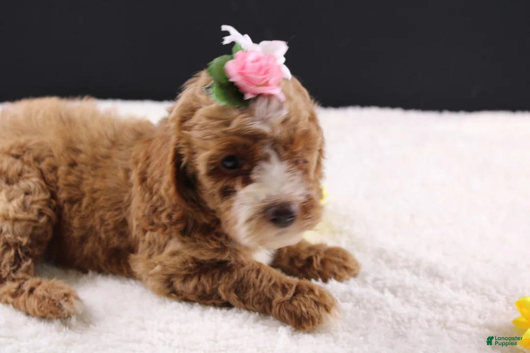 Mini Goldendoodle dogs for sale: Mini Goldendoodle 5 - Ad 2