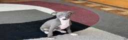 Italian Greyhound dogs for sale: Pj - Ad 6