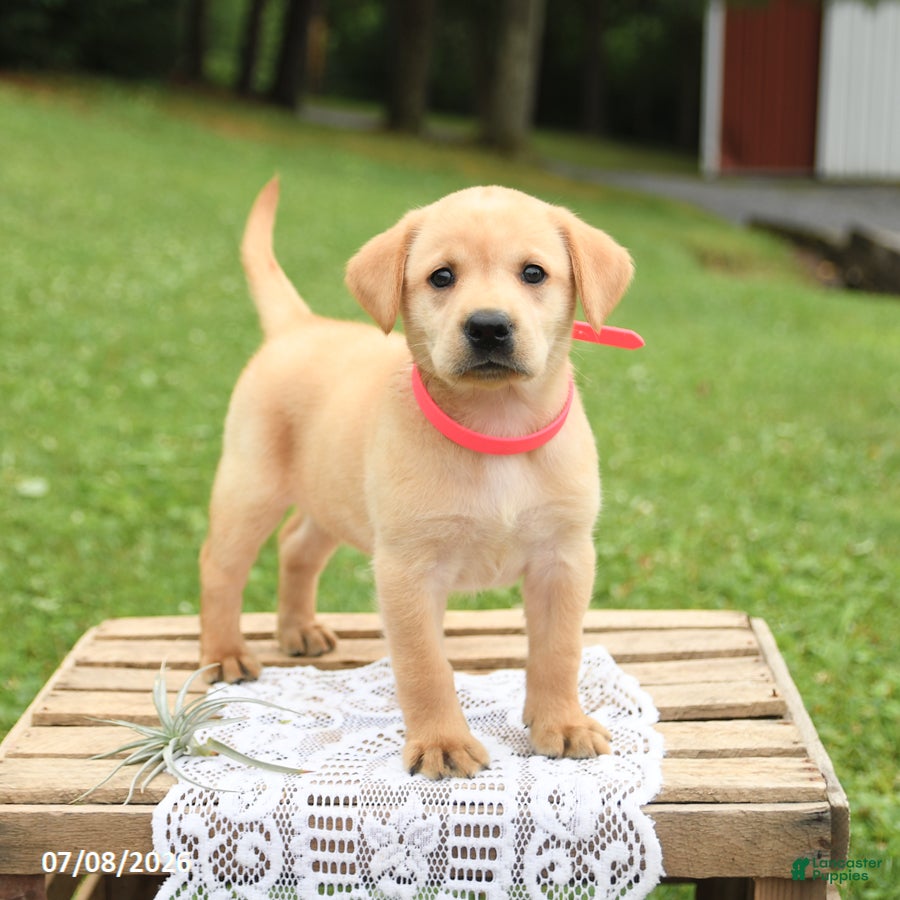 Labrador Retriever dogs Marigold - Ad 1