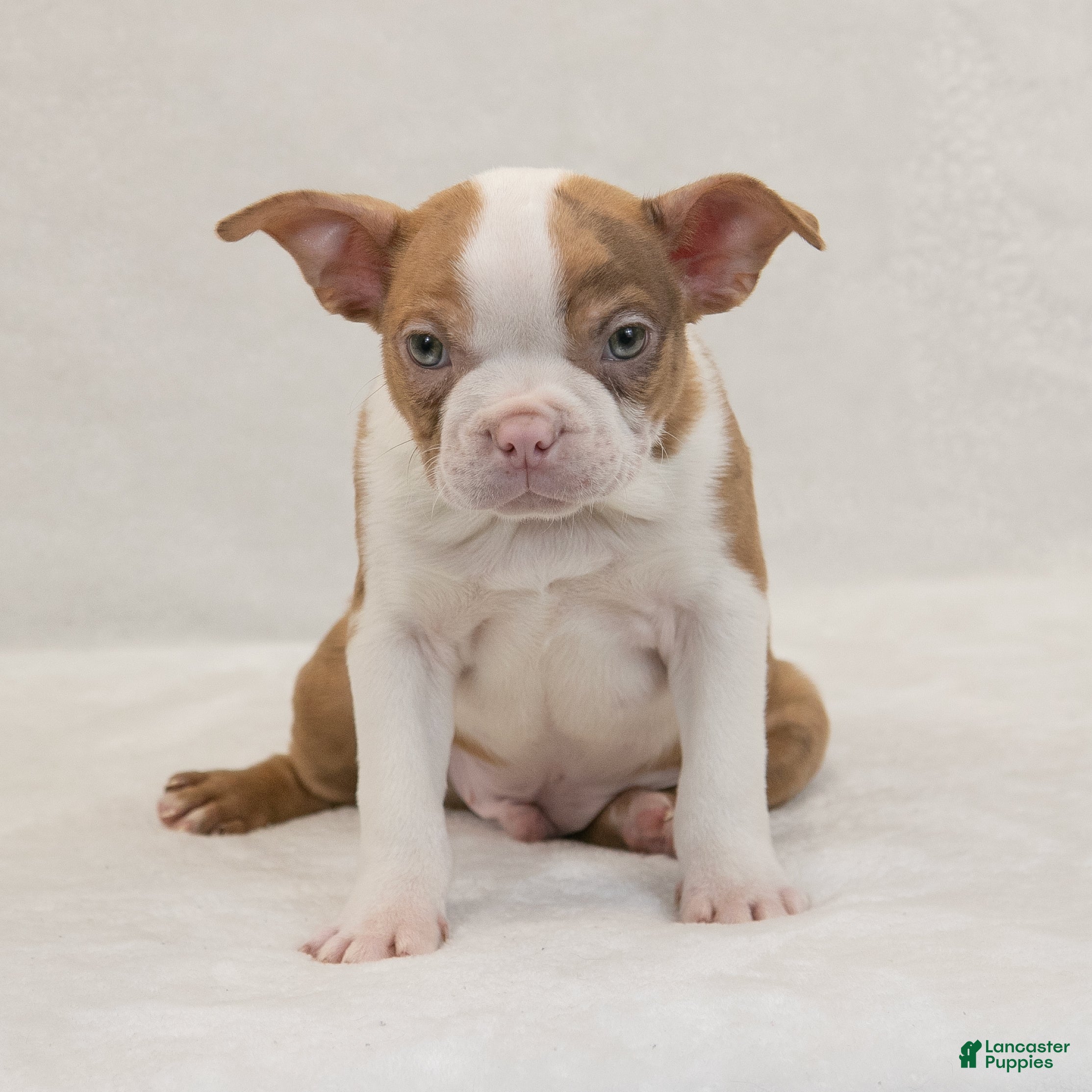 Boston Terrier Puppies for sale in Ohio Lancaster Puppies