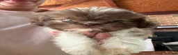 Shih Tzu dogs for sale: Shih Tzu 4 - Ad 3
