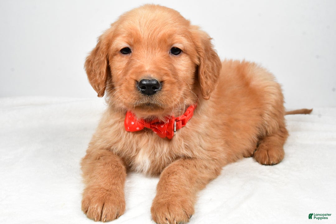 Golden Retriever dogs for sale: Keith - Ad 2