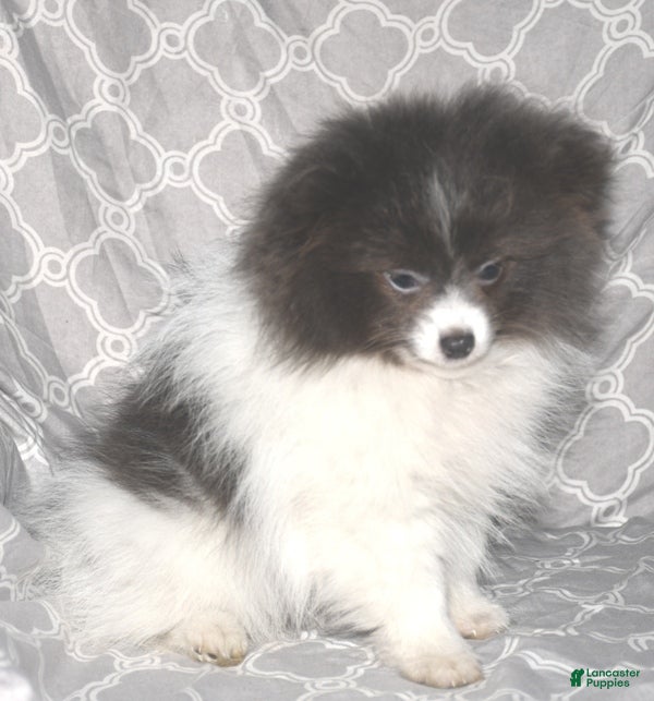 Pomeranian dogs Denim - Ad 6