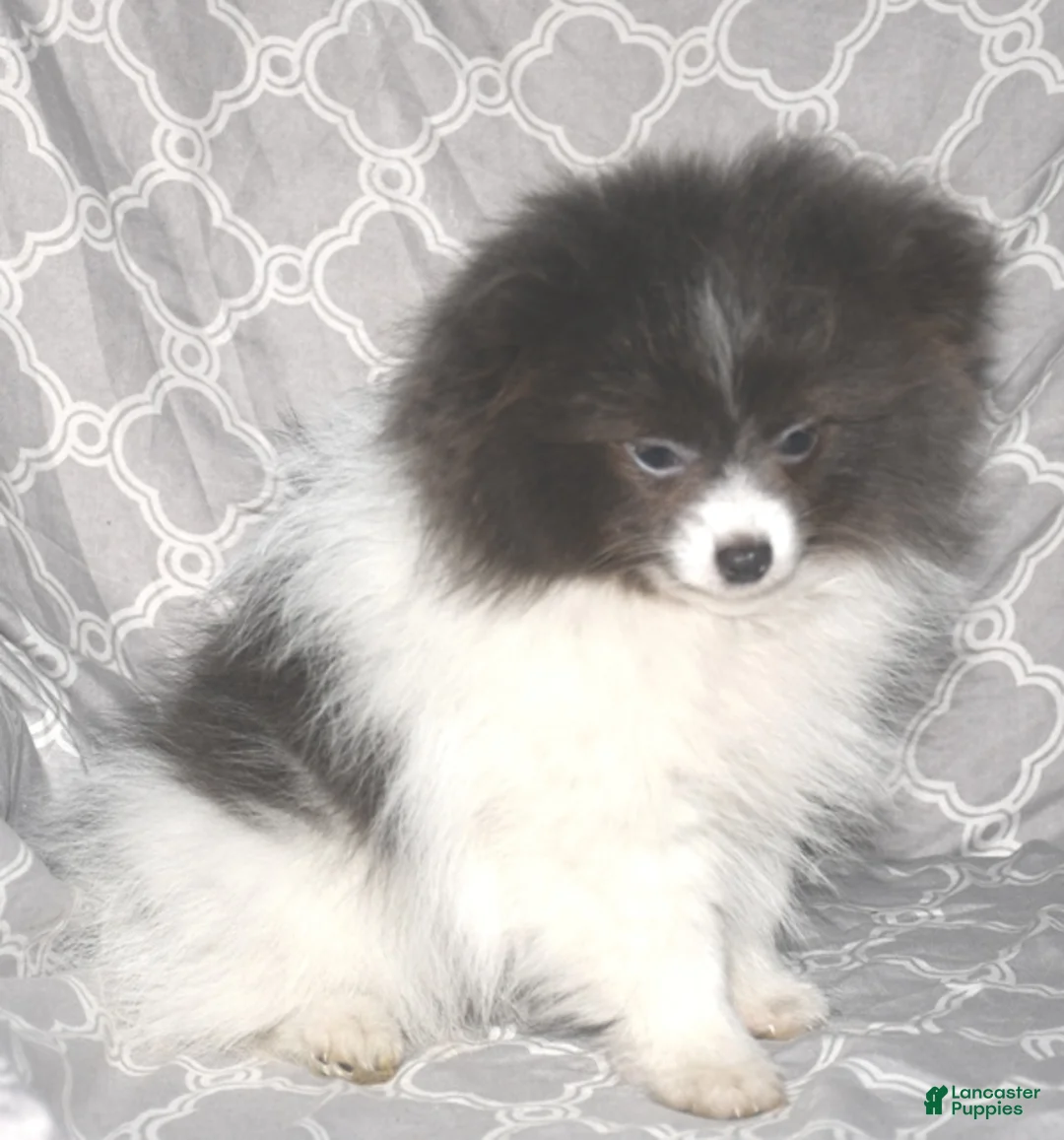 Pomeranian dogs for sale: Denim - Ad 1