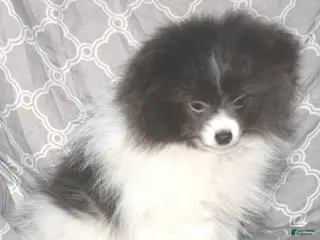 Pomeranian dogs Denim - Ad 6