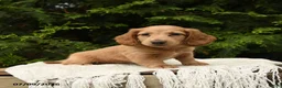 Miniature Dachshund dogs for sale: Hazel - Ad 3