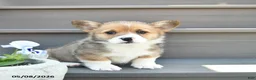 Welsh Corgi Pembroke dogs for sale: Diesel  - Ad 2