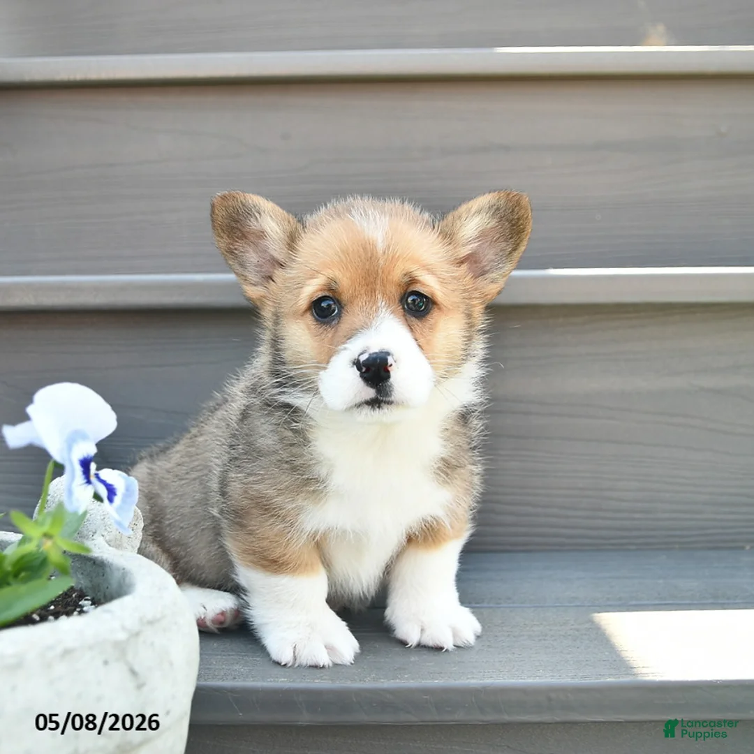 Welsh Corgi Pembroke dogs for sale: Diesel  - Ad 2