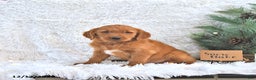 Golden Retriever dogs for sale: Snowflake  - Ad 3