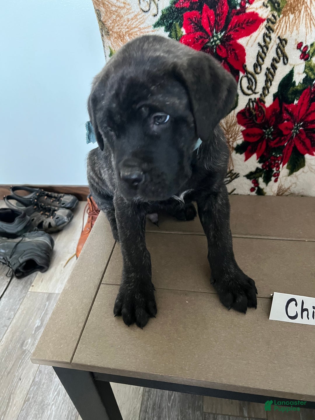 English Mastiff dogs for sale: CLOEY🐾❤️AKC Purebreed❤️Call 814-996-9195 - Ad 6
