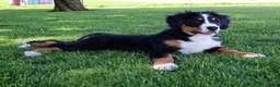 Bernese Mountain Dog dogs for sale: Bernese Mountain Dog Puppy 1 - Ad 5