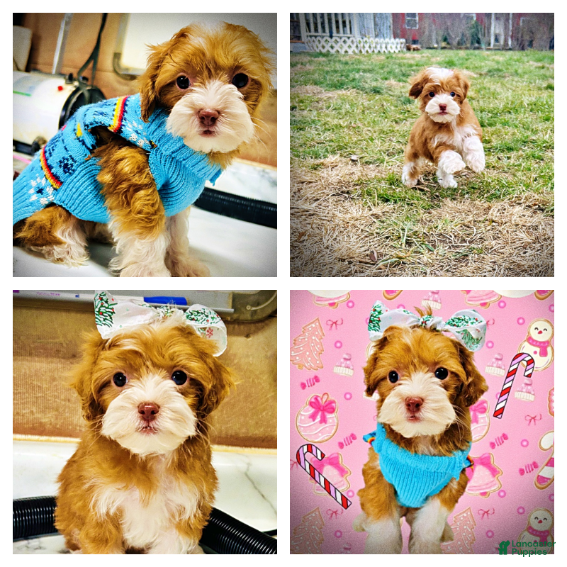 Havapoo dogs Trinket - Ad 8