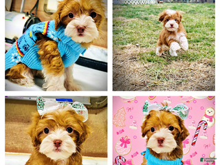 Havapoo dogs Trinket - Ad 8