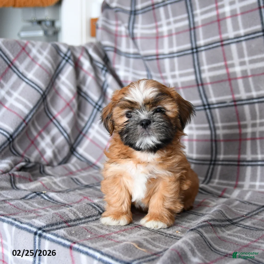 Shih Tzu dogs for sale: Snax - Ad 5