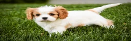 Cavalier King Charles Spaniel dogs for sale: Lars - Ad 5