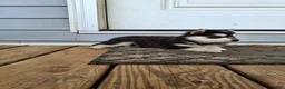 Pomsky dogs for sale: Diamond  - Ad 4