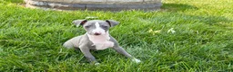 Italian Greyhound dogs for sale: Shane - Ad 9