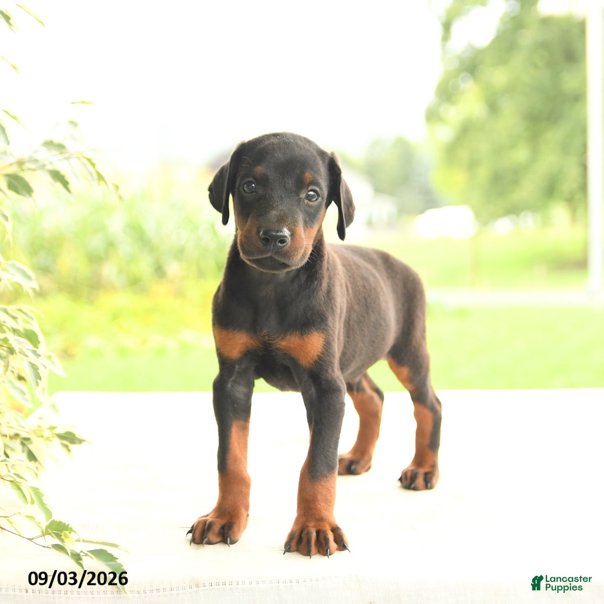 Doberman Pinscher dogs Aj  - Ad 2