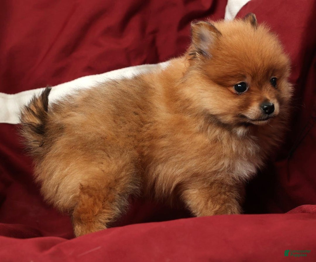 Pomeranian dogs for sale: Oscar - Ad 8